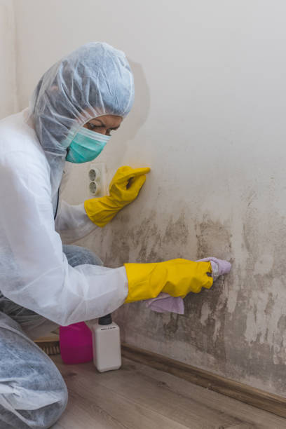 Best Post-Construction Mold Inspection  in Plain City, UT