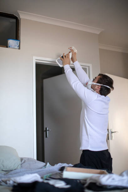 Best Black Mold Removal  in Plain City, UT
