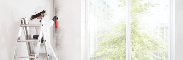 Best Comprehensive Air Testing for Mold Contaminants  in Plain City, UT